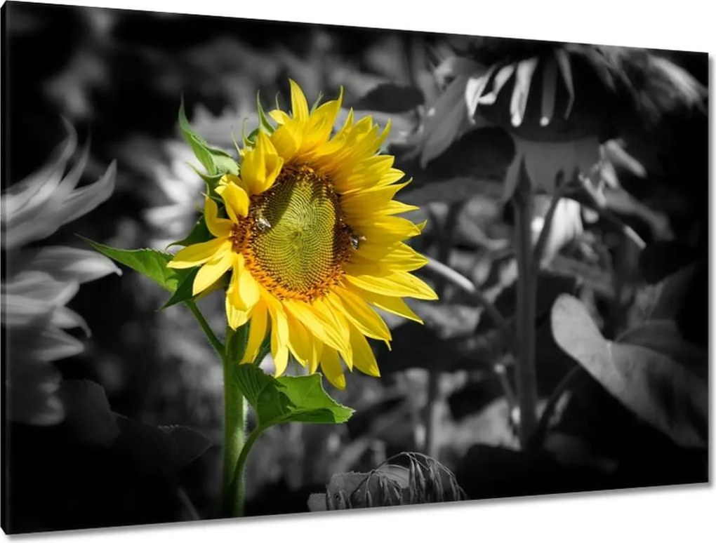 Festmények 120x80 Napraforgó