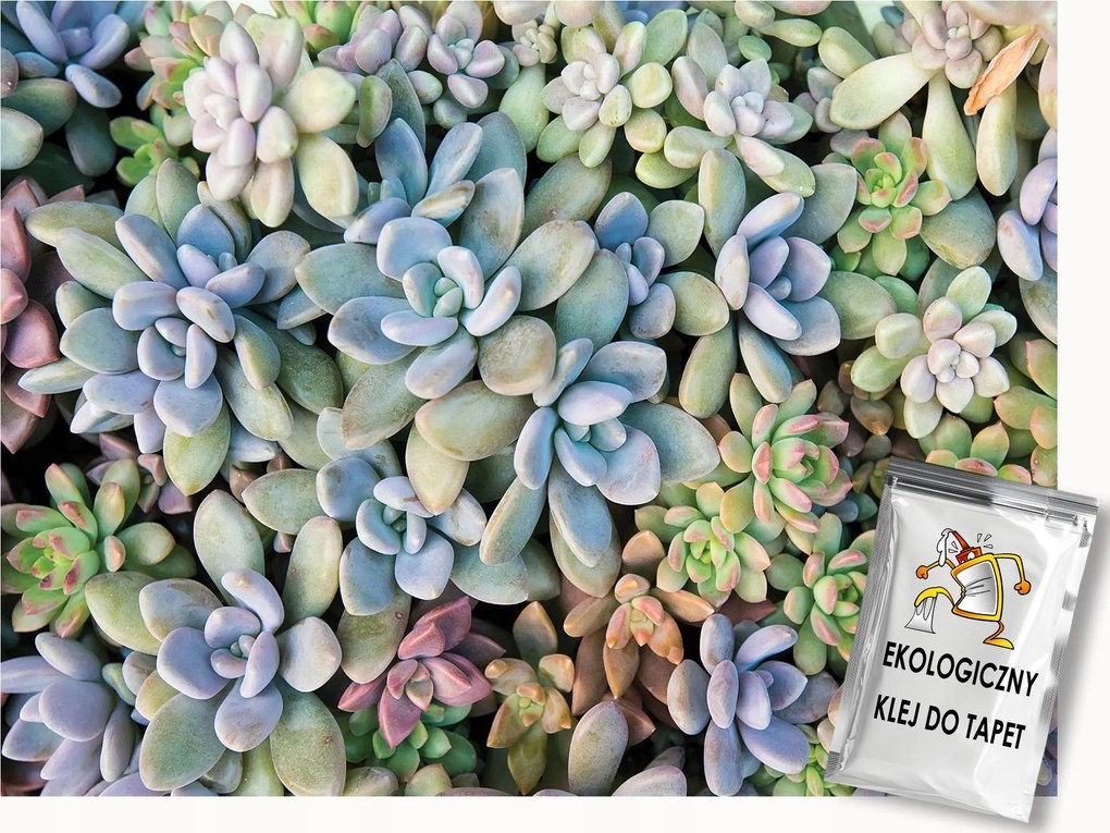 Fotótapéta Flizelina Természet Növények Pozsgások Kaktuszok 150x105 ragasztó