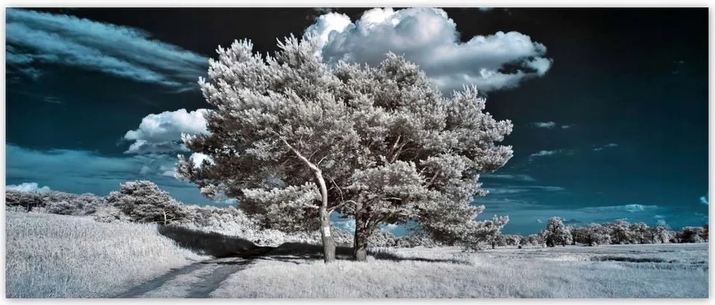 Fotótapéták 250x104 Fenséges fa