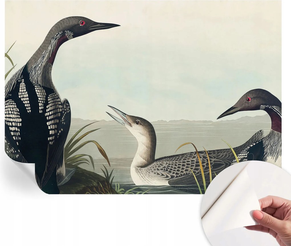 Öntapadós tapéta Divatos 3D fali ragasztó Madarak a vízparton 208x146 cm