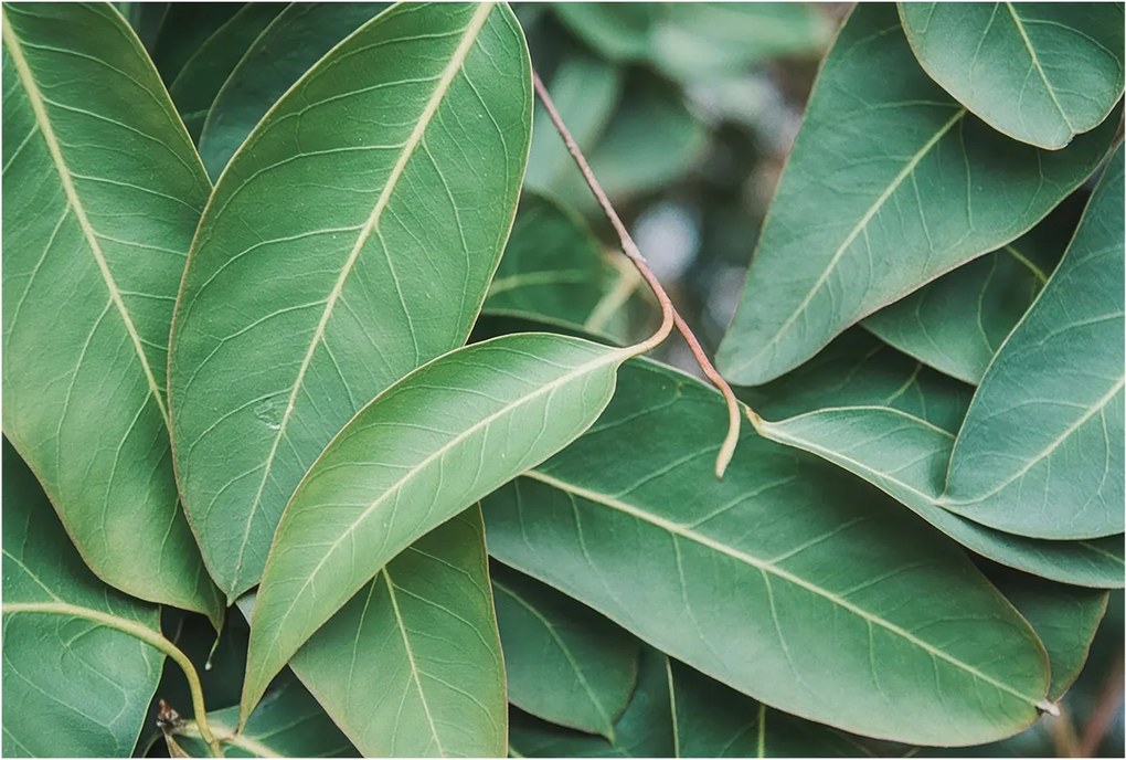Dekoratív fotótapéta falra Könnyű összeszerelés Zöld levelek 104x70 Ragasztó