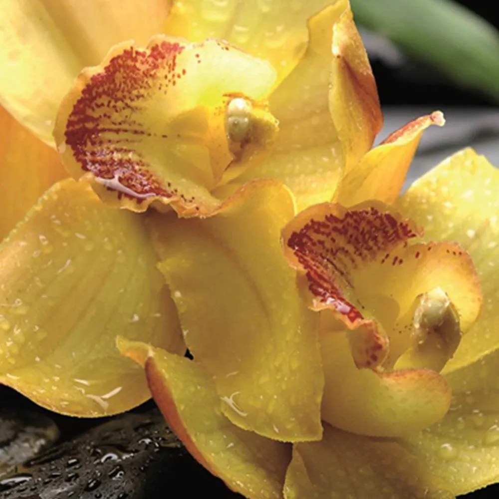 Gario Paraván A sárga orchidea varázsa Méret: 180 x 170 cm, Kivitelezés: Klasszikus paraván