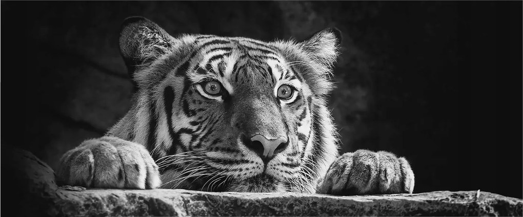 Fali fotótapéta Flizelin az étkezőbe Ragadozó tekintet 250x104