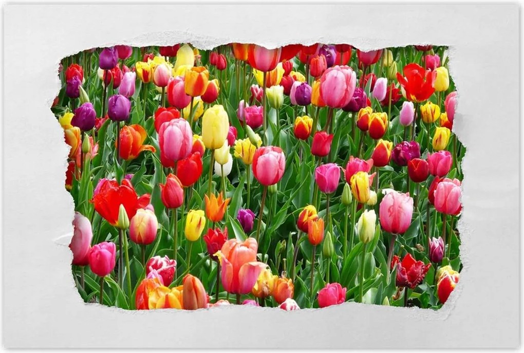 Poszterek 120x80 Színes tulipánok a réten