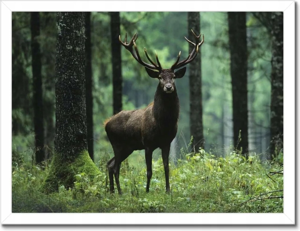 Poszterek keretben 40x30 Szarvas Erdő Tájkép