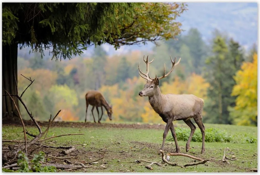 Poszterek 120x80 Szarvas a szeretett szarvassal