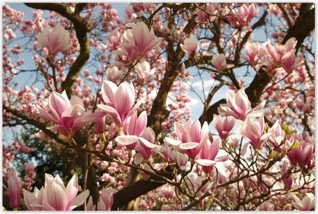 Poszterek 120x80 Magnólia Virágok Kék