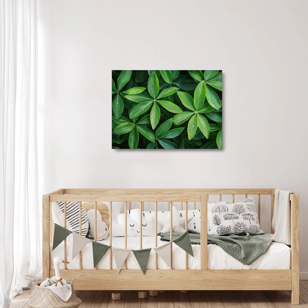 Üveg kép - Levelek harmatcseppekkel (70x50 cm)