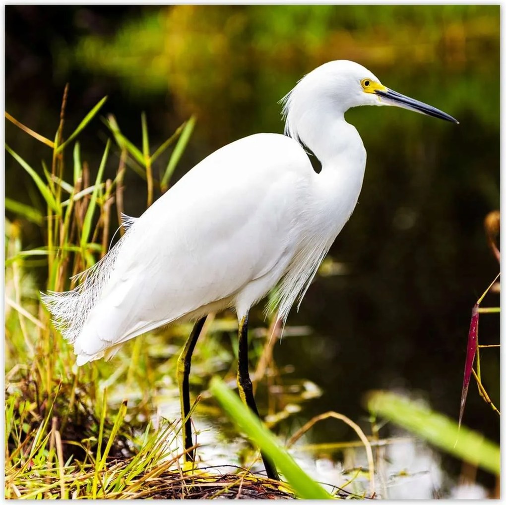 Poszterek 140x140 Kalapos madár Tájkép Kilátás