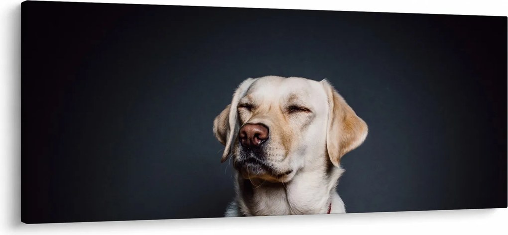 Labrador képe (120x50 cm)