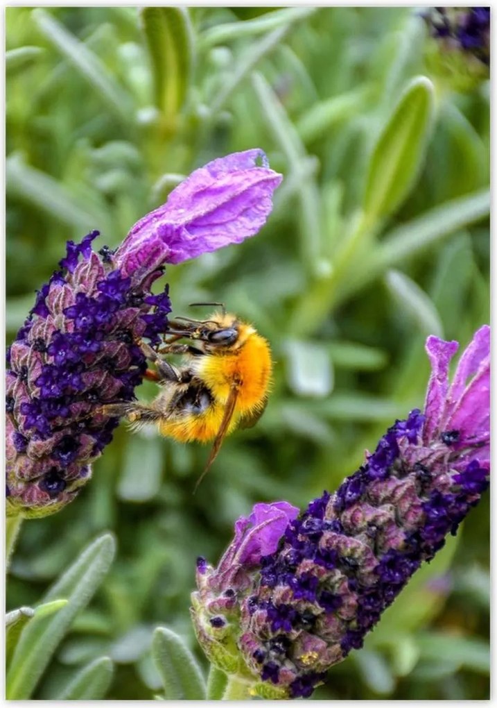 Poszterek 70x100 Levendula világ