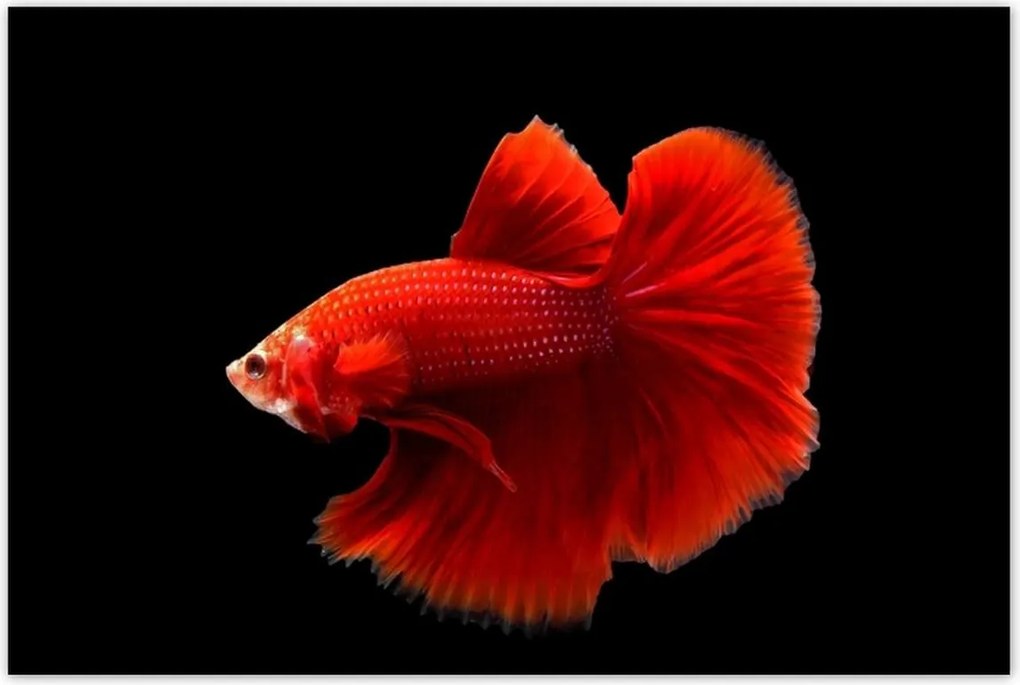 Poszterek 120x80 Piros harcos hal