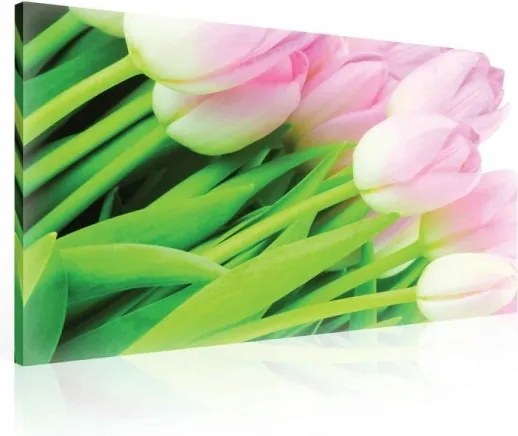 Vászonkép 100x75 Finomság frissesség tavasz tulipán rózsaszín csendélet