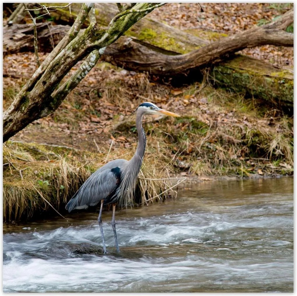 Poszterek 100x100 Kalapos madár Tájkép Kilátás
