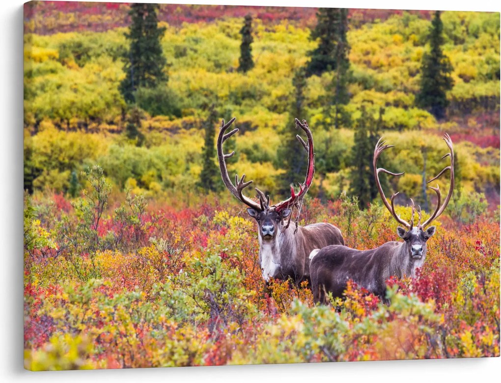 Kép - Caribou, Alaszka (70x50 cm)