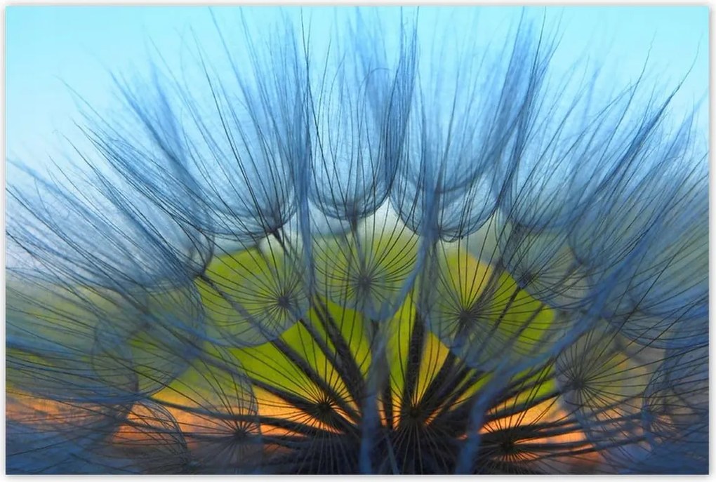 Poszterek 120x80 Pitypang Virág Virágok