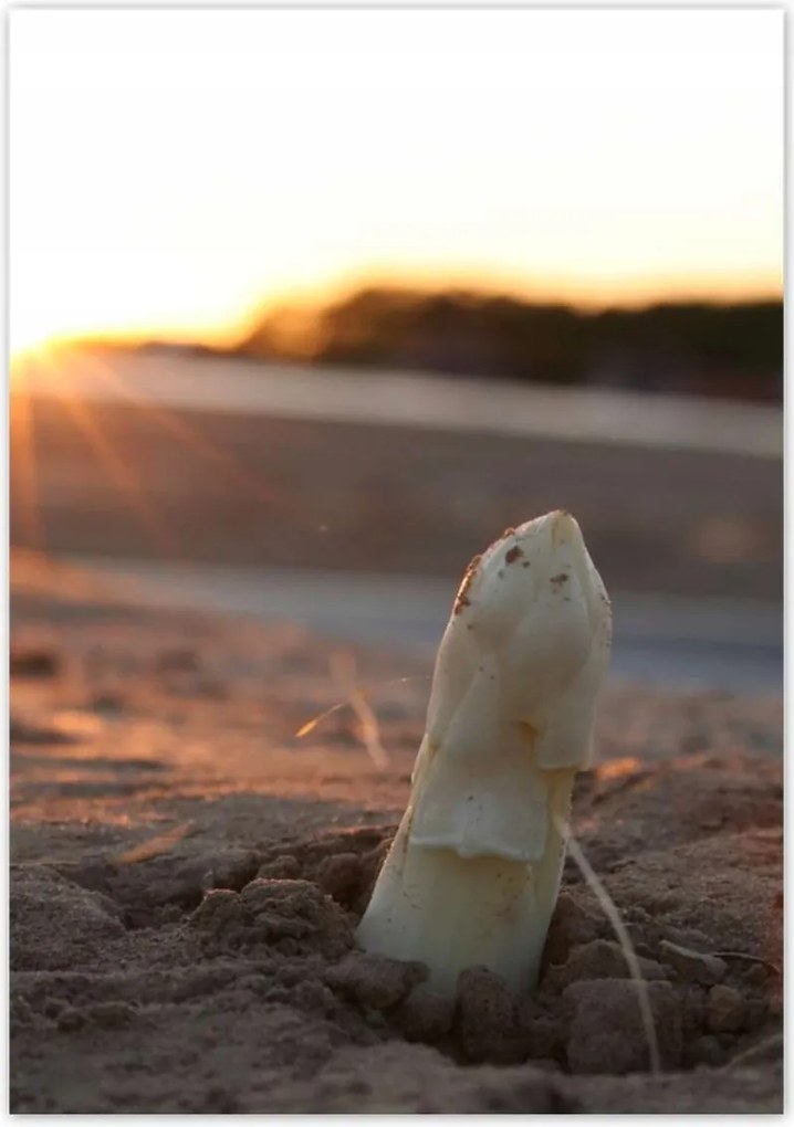 Poszterek 70x100 Spárga növekedés