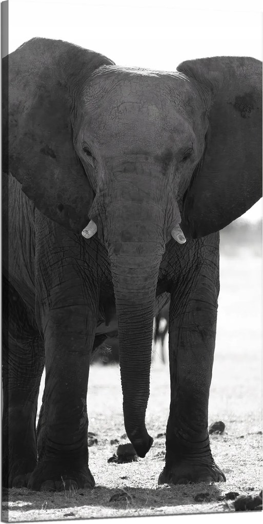 Vászonkép Szürke Elefánt Természet Fekete-fehér 60x120 cm