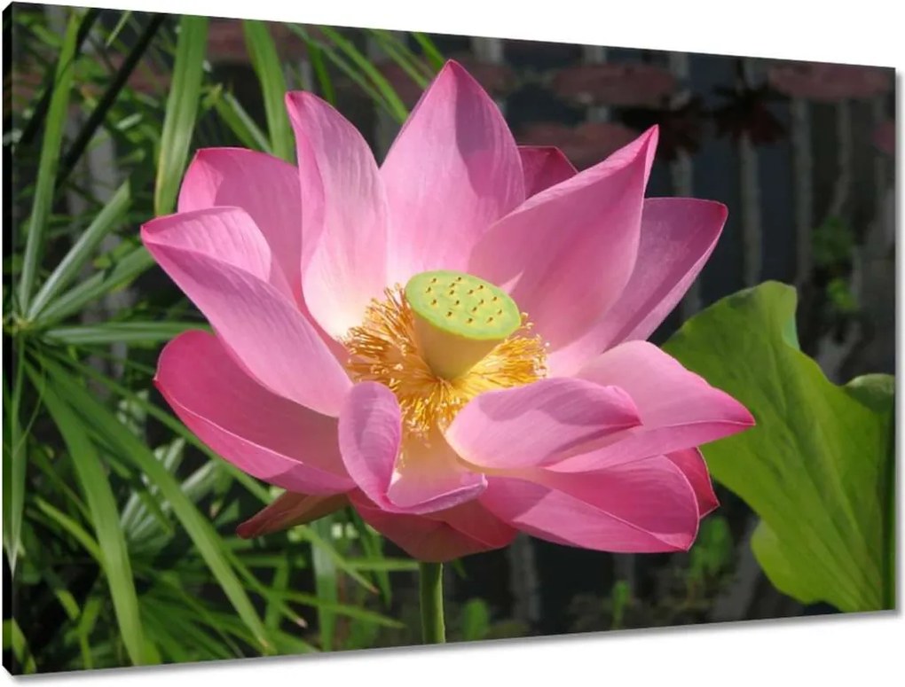 Vászonkép 90x60 Lótusz Lótuszvirág