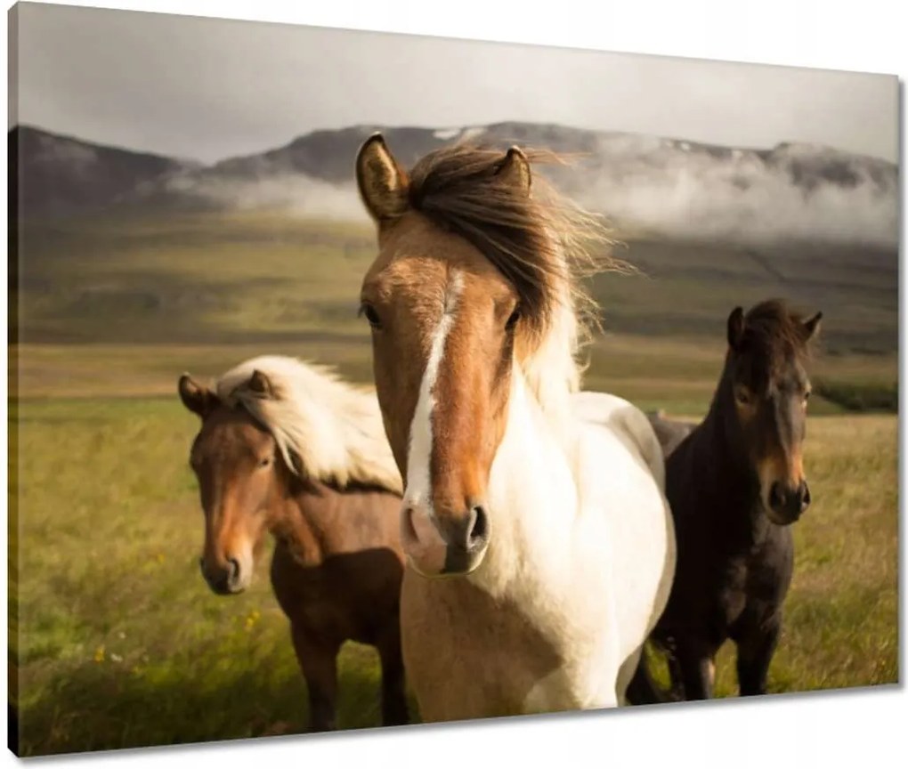 Vászonkép 80x60 Vad lovak