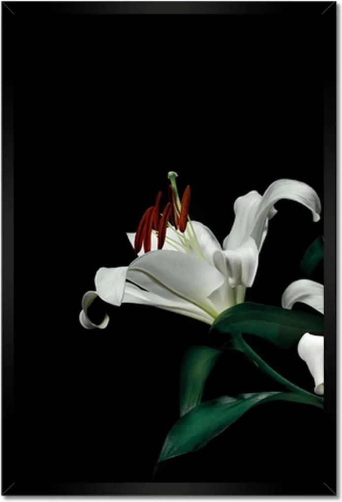 Poszterek keretben 40x60 Gyönyörű fehér liliom