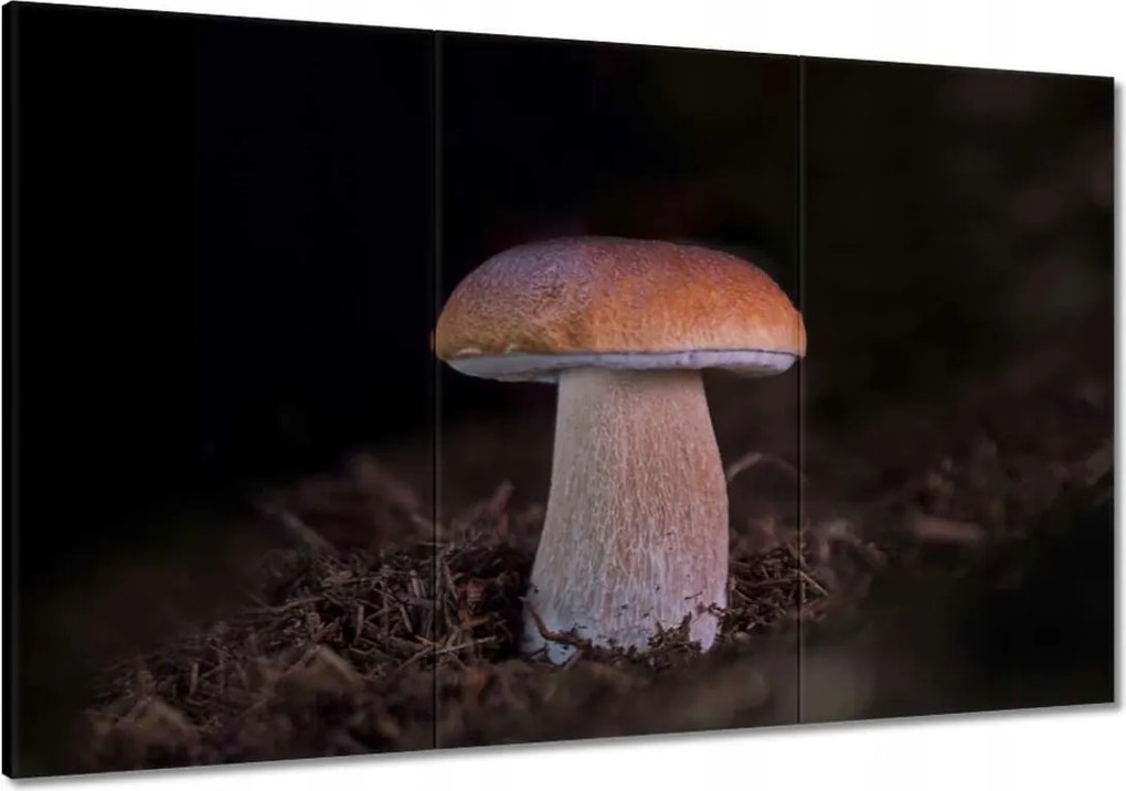 Vászonkép 120x80 A gombák királya