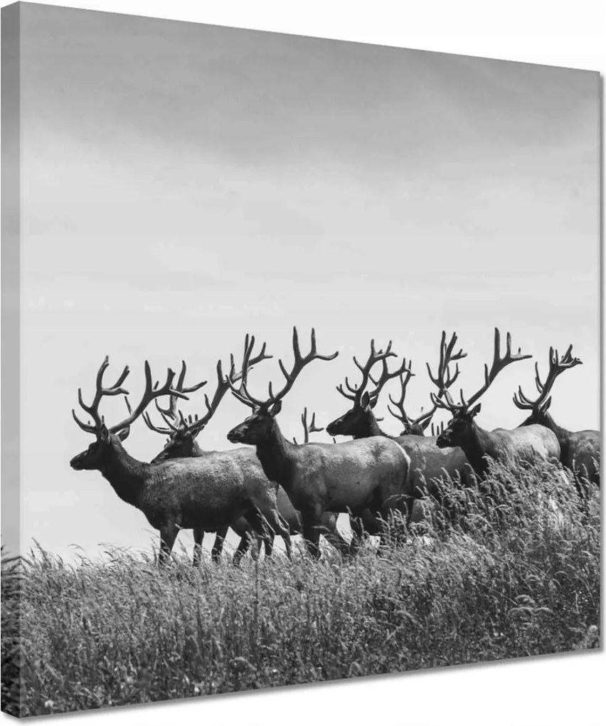 Vászonkép 30x30 Szarvascsorda Felszarvazott