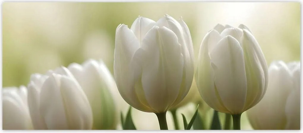 Fotótapéták 211x91 Fehér tulipánok
