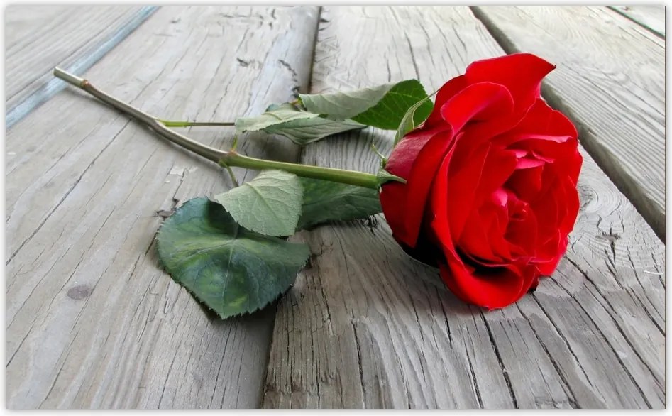 Fotótapéta flizelina 416x254 Vörös rózsa