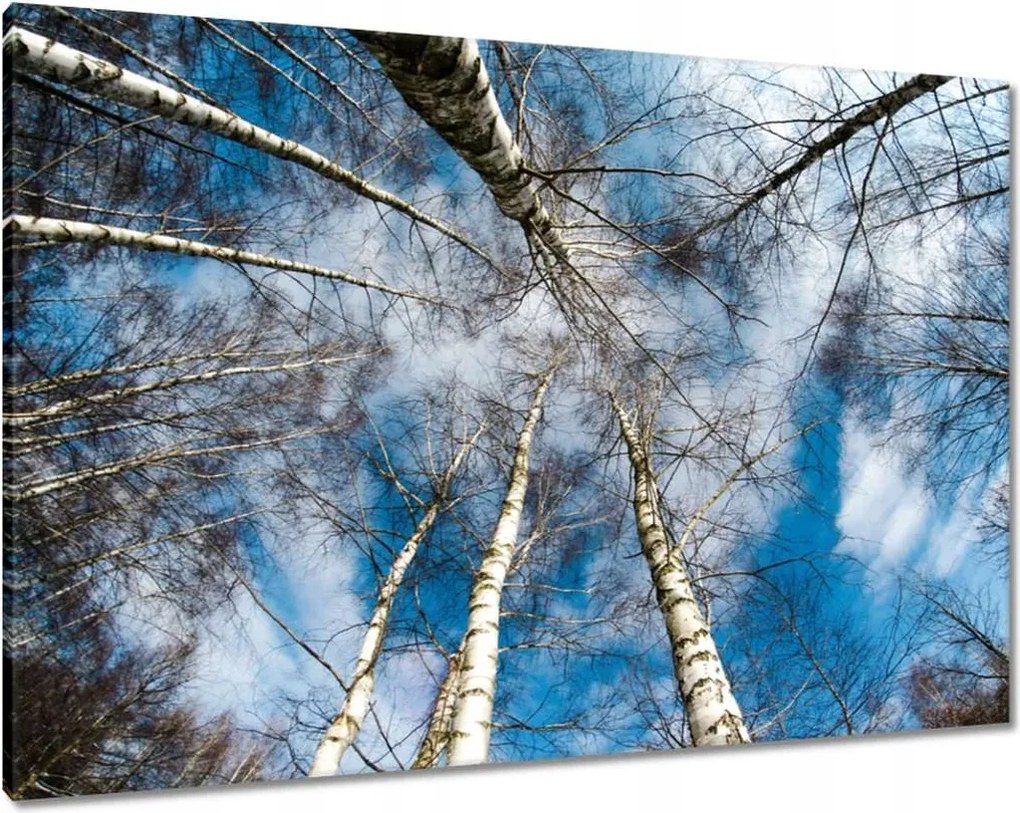 Festmények 100x70 Nyírfa