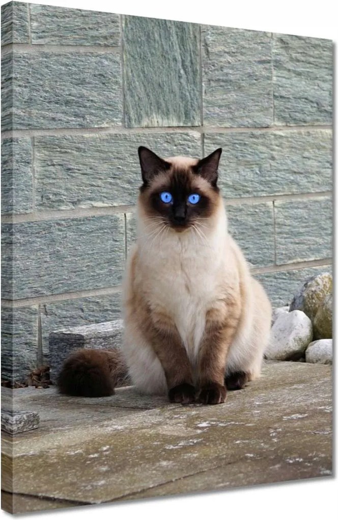 Vászonkép 30x40 Cica