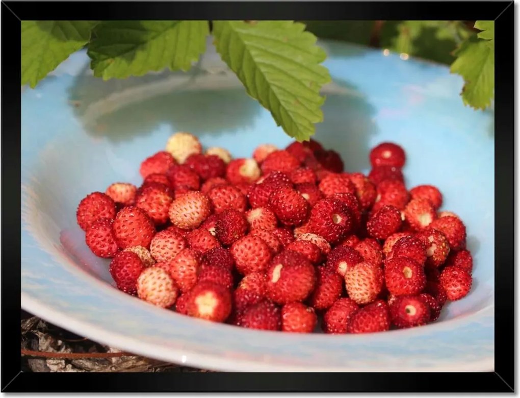 Poszterek keretben 40x30 Erdei szintek