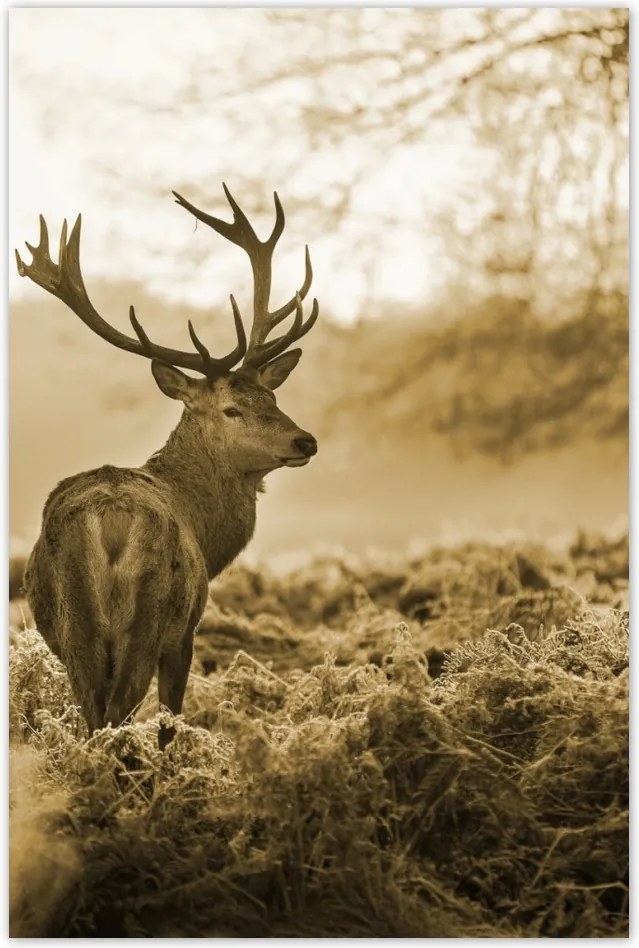 Poszterek 80x120 Szépia szarvas