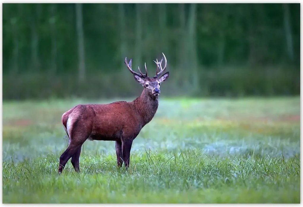Poszterek 185x125 Szarvas Erdő Tájkép