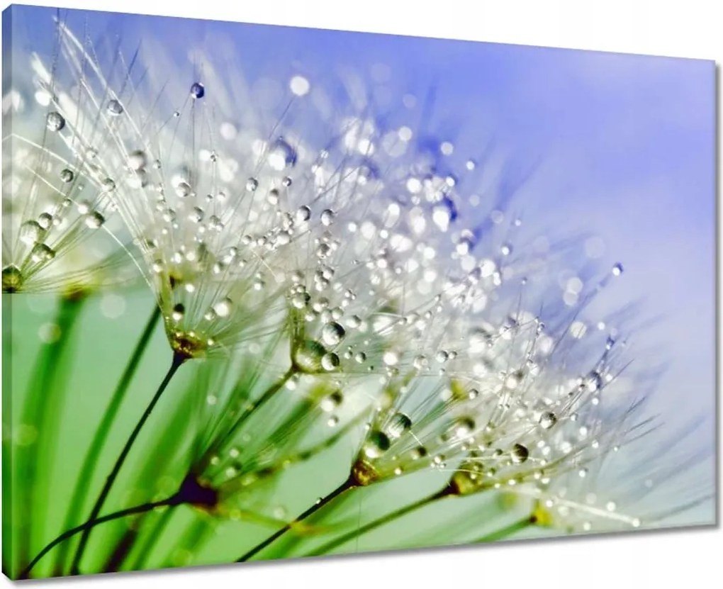 Vászonkép 70x50 Pitypang harmatcseppek