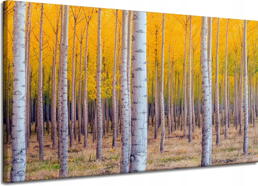 Nyírfa Ősz Sárga Levelek Vászonkép 120x70 cm Ajándéknak is tökéletes