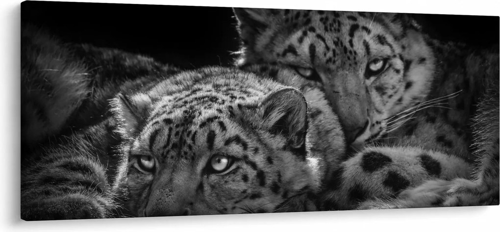 Kép - Pihenő gepárdok (120x50 cm)