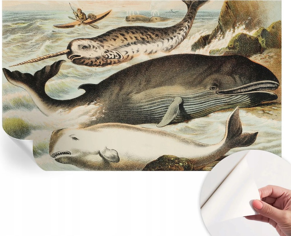 Öntapadós fotótapéta Konyha Mosható Tengeri óriások 416x254 cm