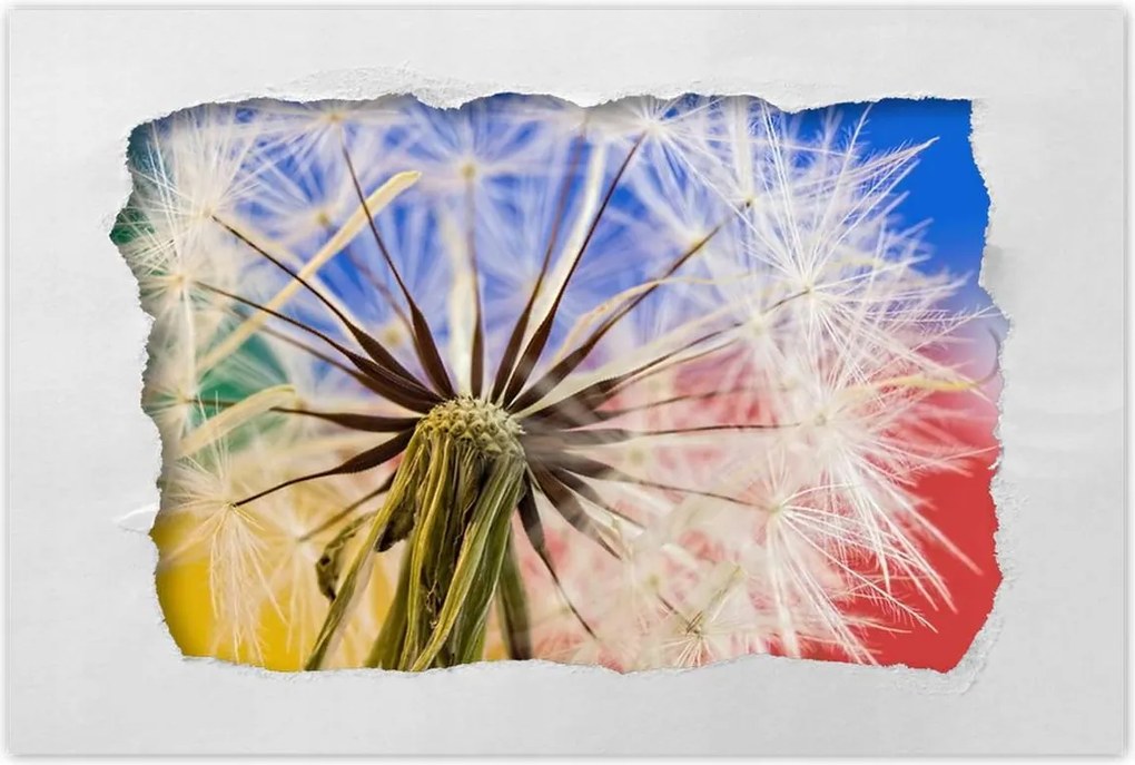 Poszterek 120x80 Pitypang színes