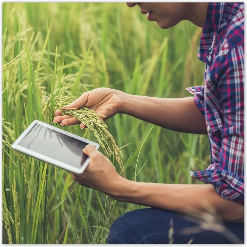 Poszterek 100x100 A termést kutató gazda