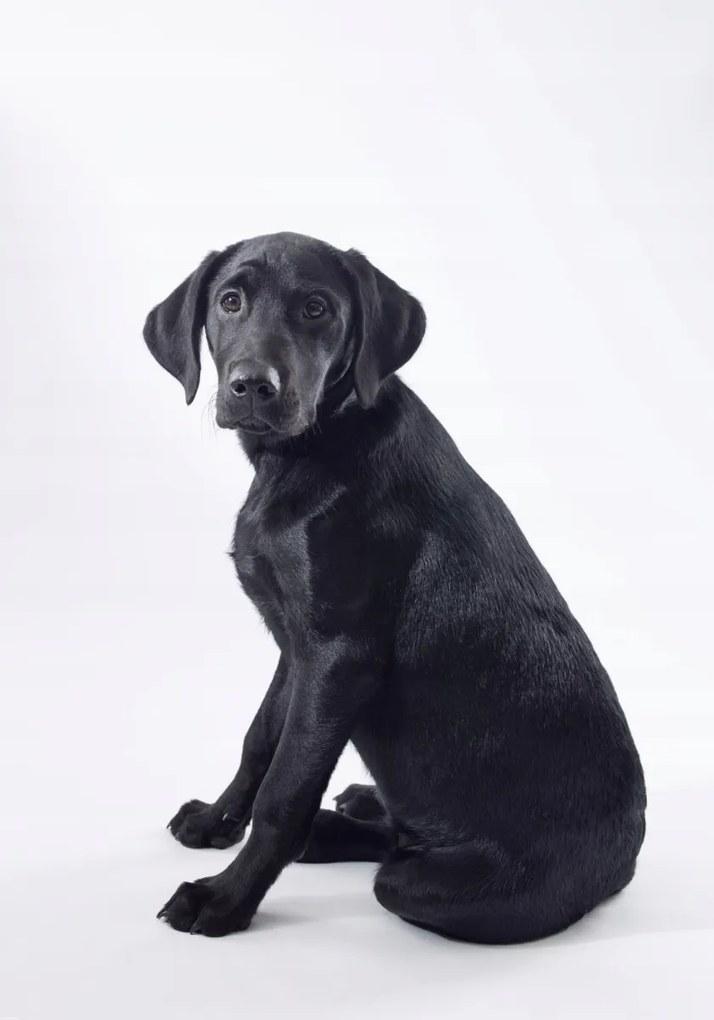 Poszter 70x100cm Fekete labrador fehér alapon 2, Assaf Frank