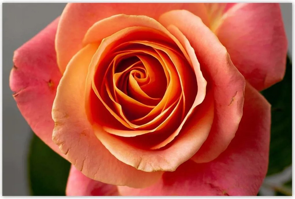 Poszterek 120x80 Rózsa Virág Virágok Rózsa