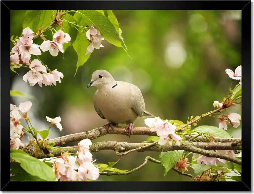 Poszterek keretben 40x30 Madarak
