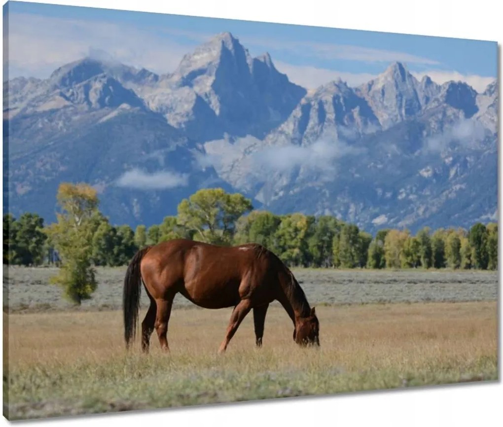 Vászonkép 80x60 Ló a prérin