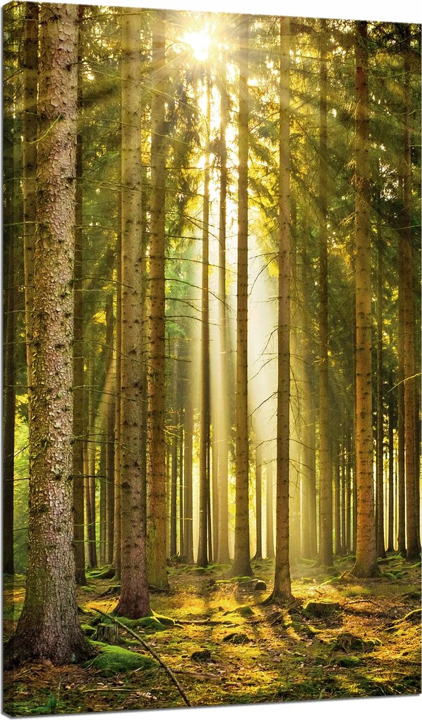 Vászonkép Erdő Fák Nap Természet Tavasz 70x120 cm