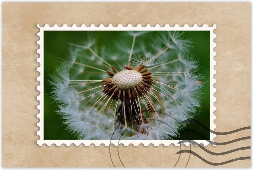 Poszterek 90x60 Pitypang Virág Virágok