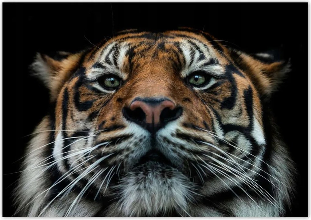 Poszterek 100x70 Tigris macska portré