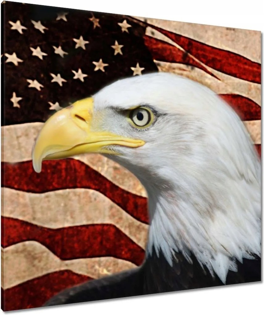 Vászonkép 90x90 Amerikai sas