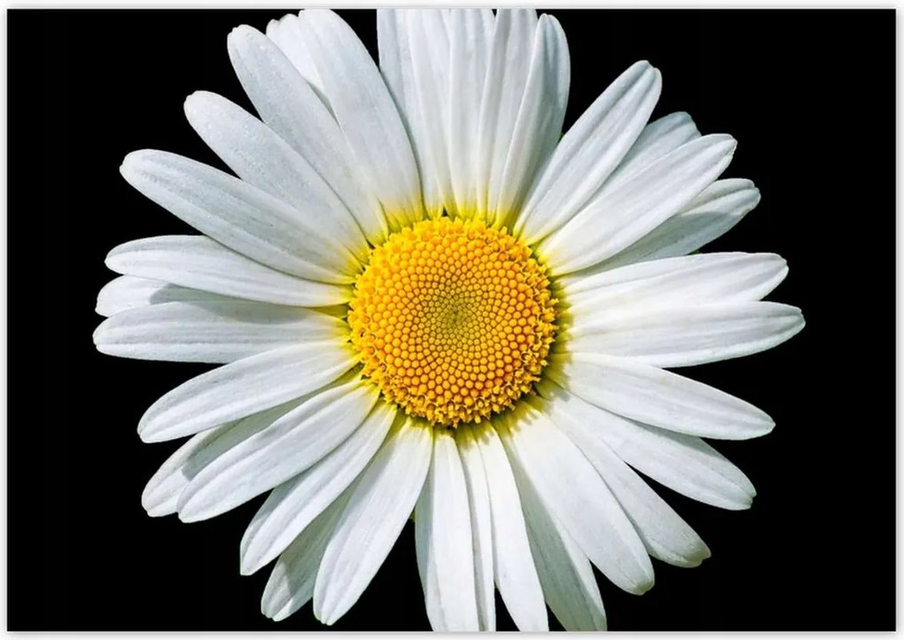 Poszterek 100x70 Virágzó fehér margaréta