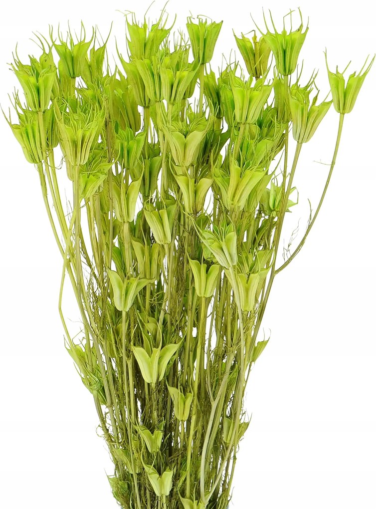 Szárított feketeribizli keleti zöld Nigella szárított virág csokor